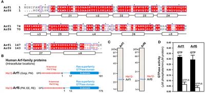 The Small GTPase Arf6 Functions as a Membrane Tether in a Chemically-Defined Reconstitution System